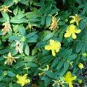 Hypericum calycinum P9 (2)